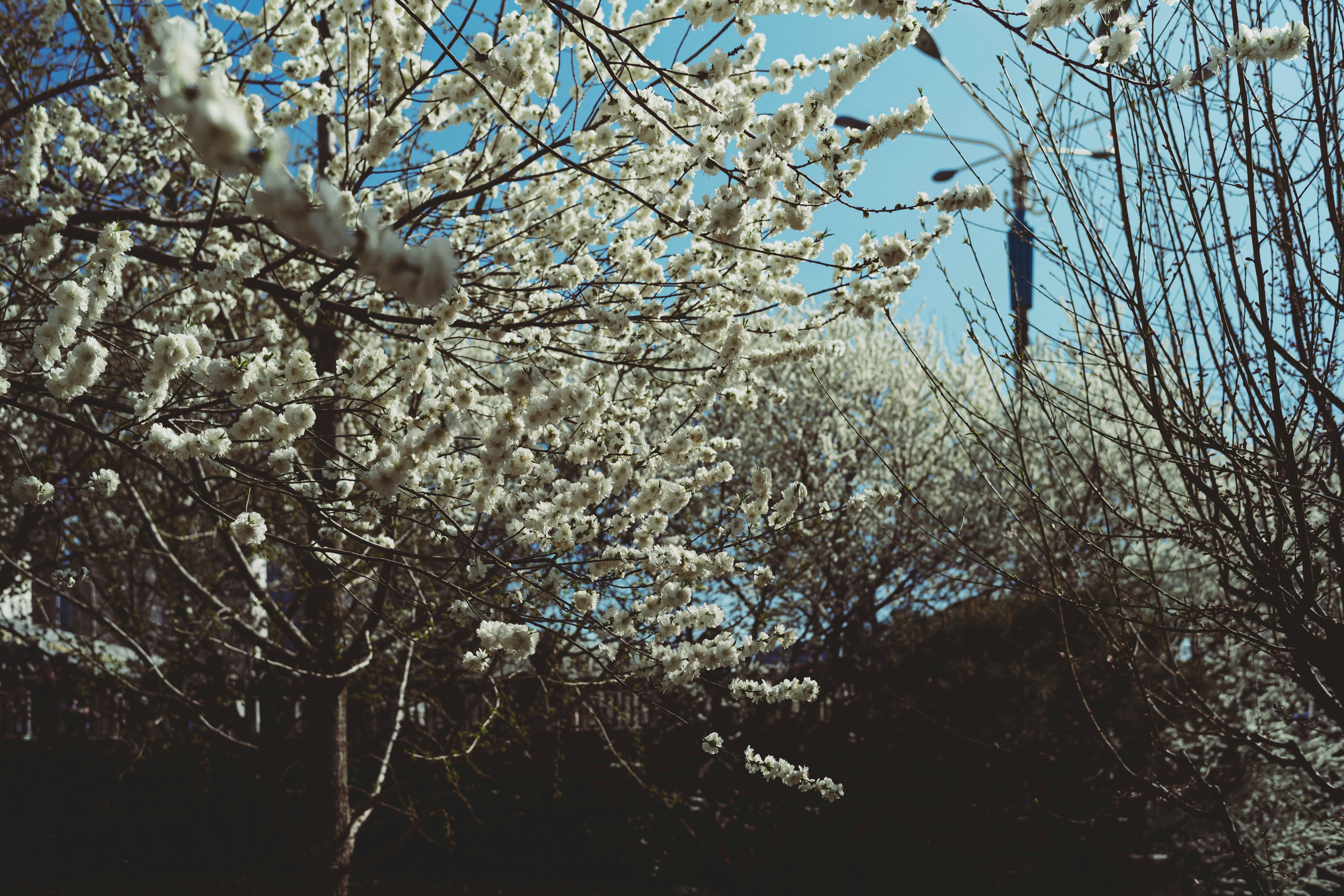 Semaglutide in Silver Spring, PA: A Practical Guide to Medically Supervised GLP-1 Weight Loss Options