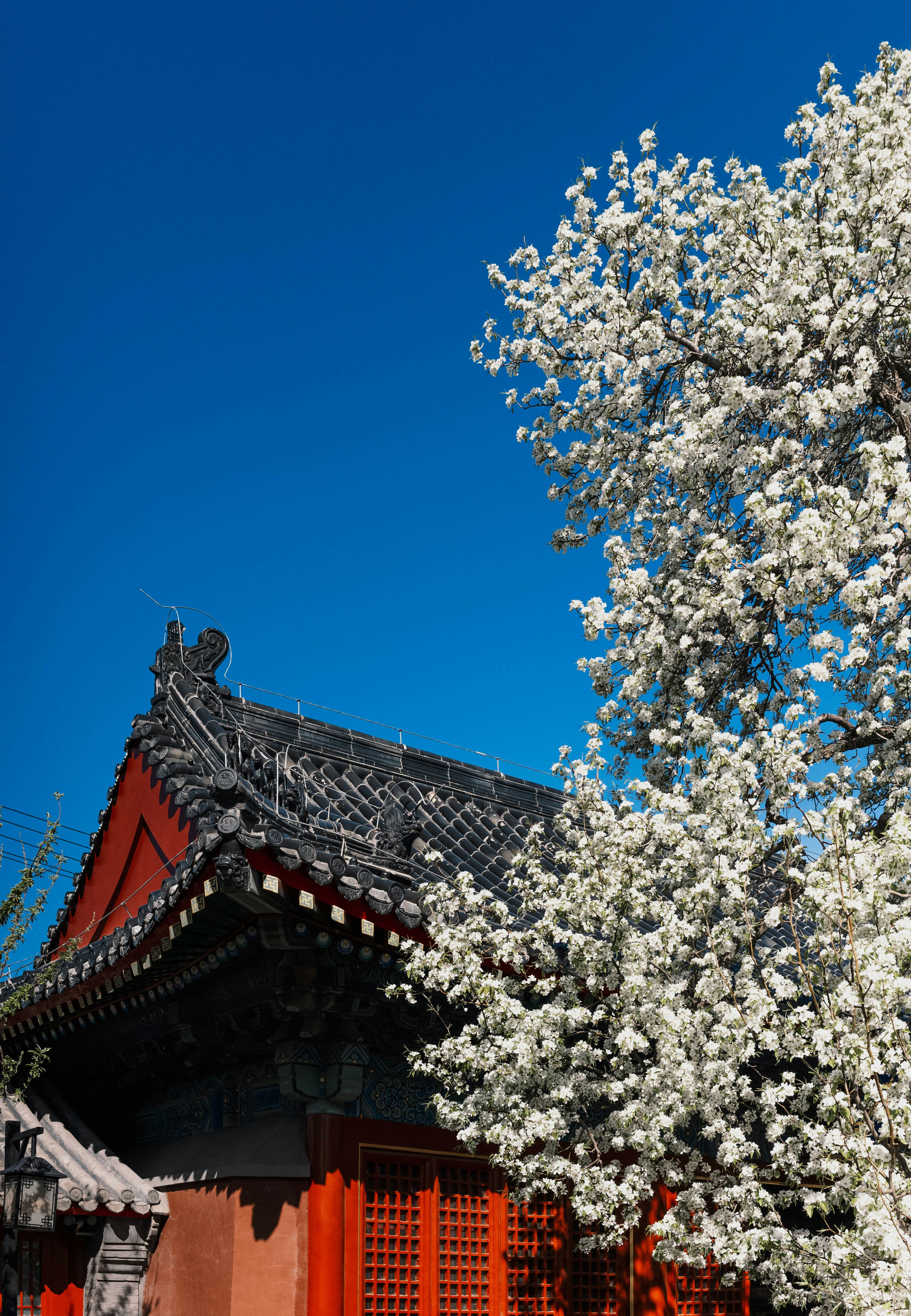 Photo by tommaomaoer