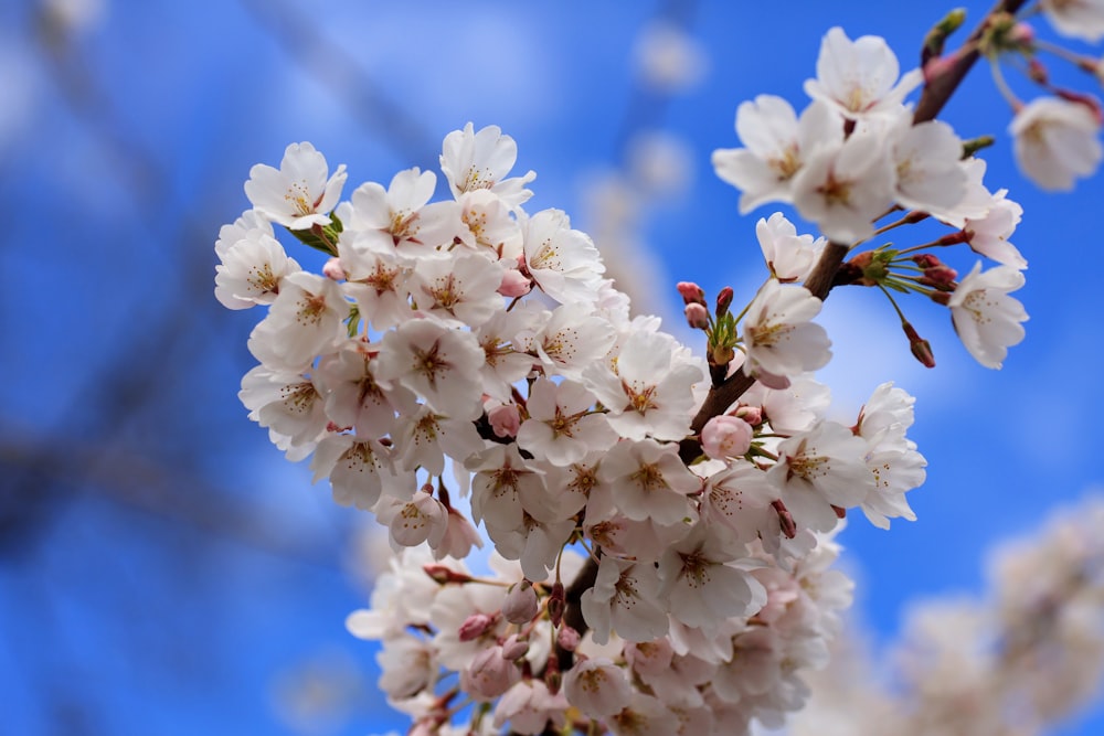 a close up of a tree with white flowers