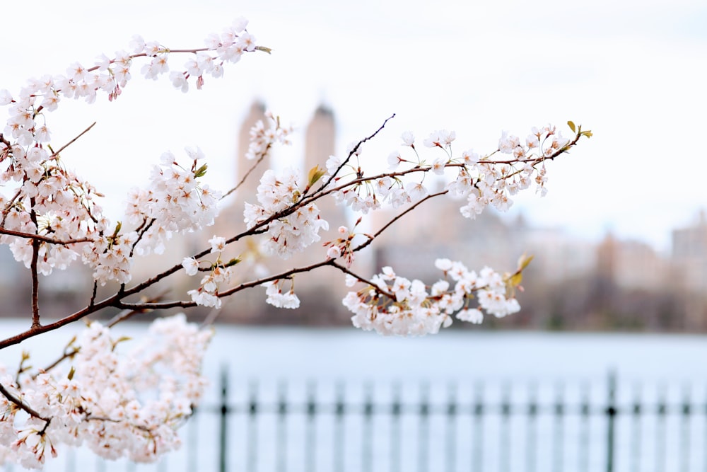 a tree with white flowers in front of a body of water