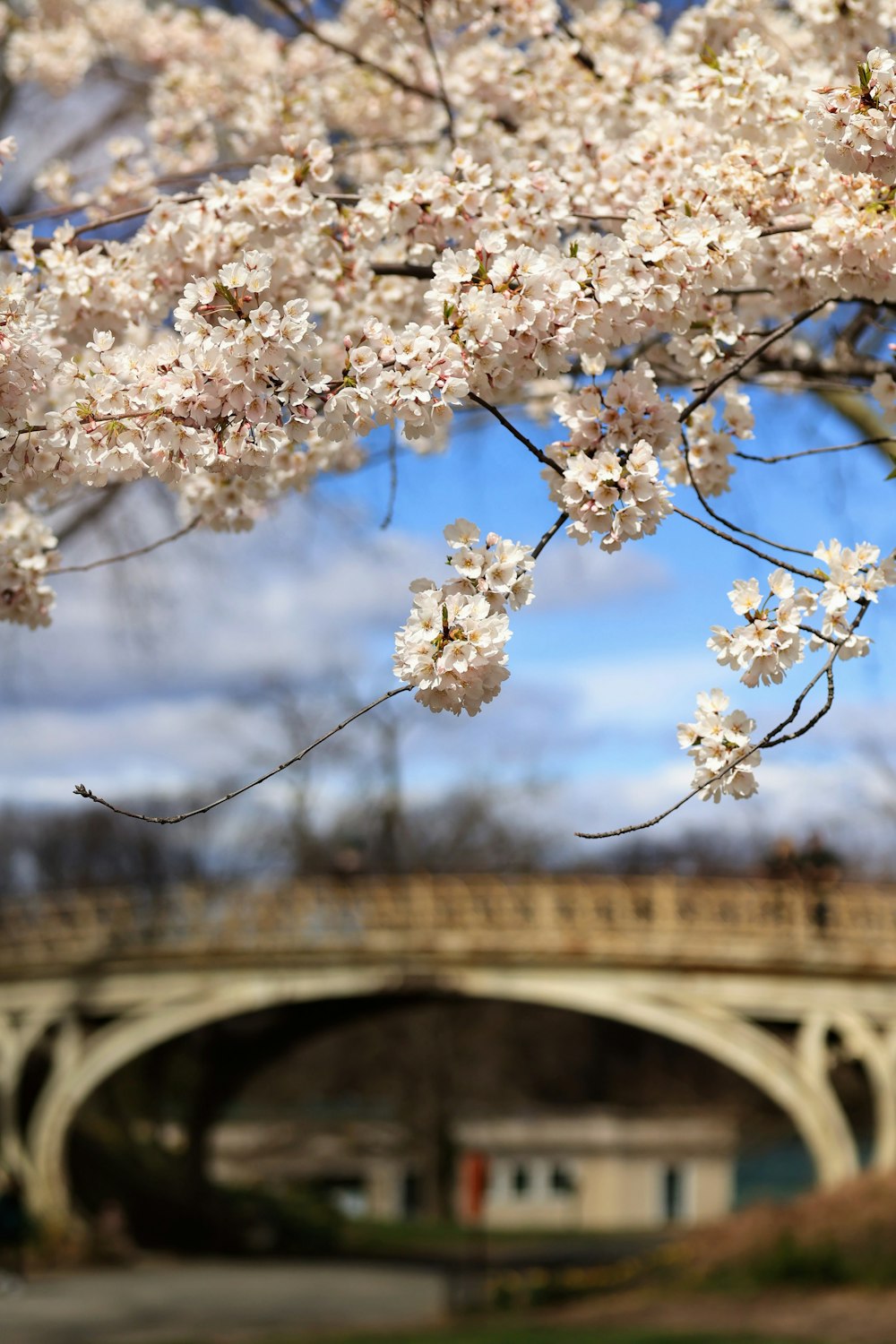 un puente sobre un cuerpo de agua con un ramo de flores