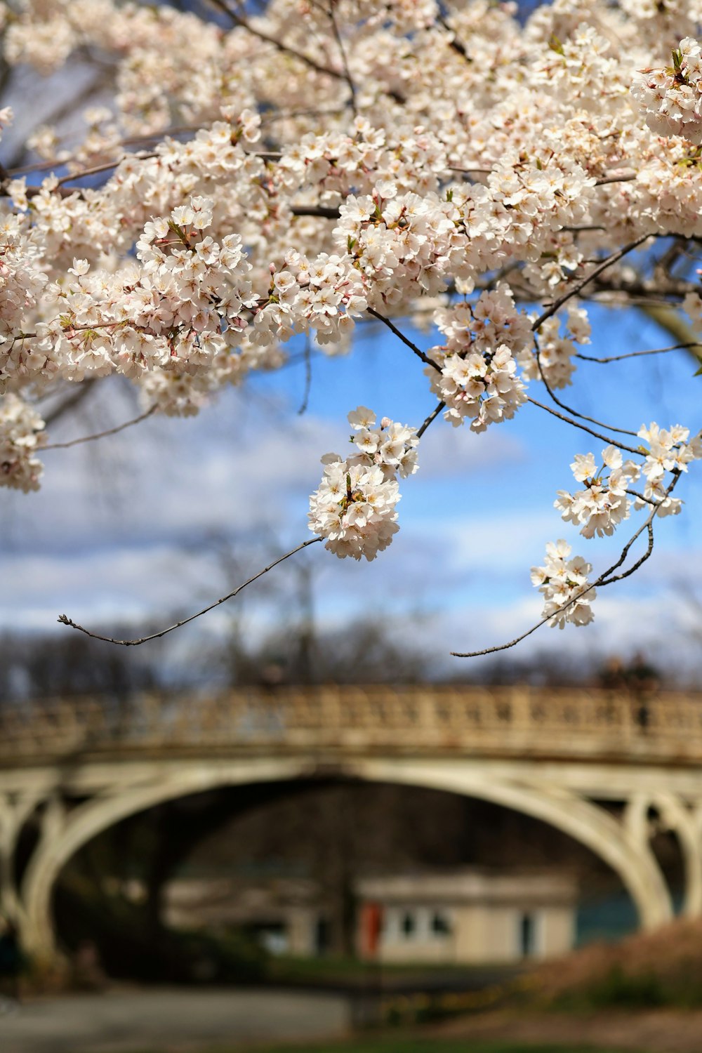 a bridge over a body of water with a bunch of flowers on it