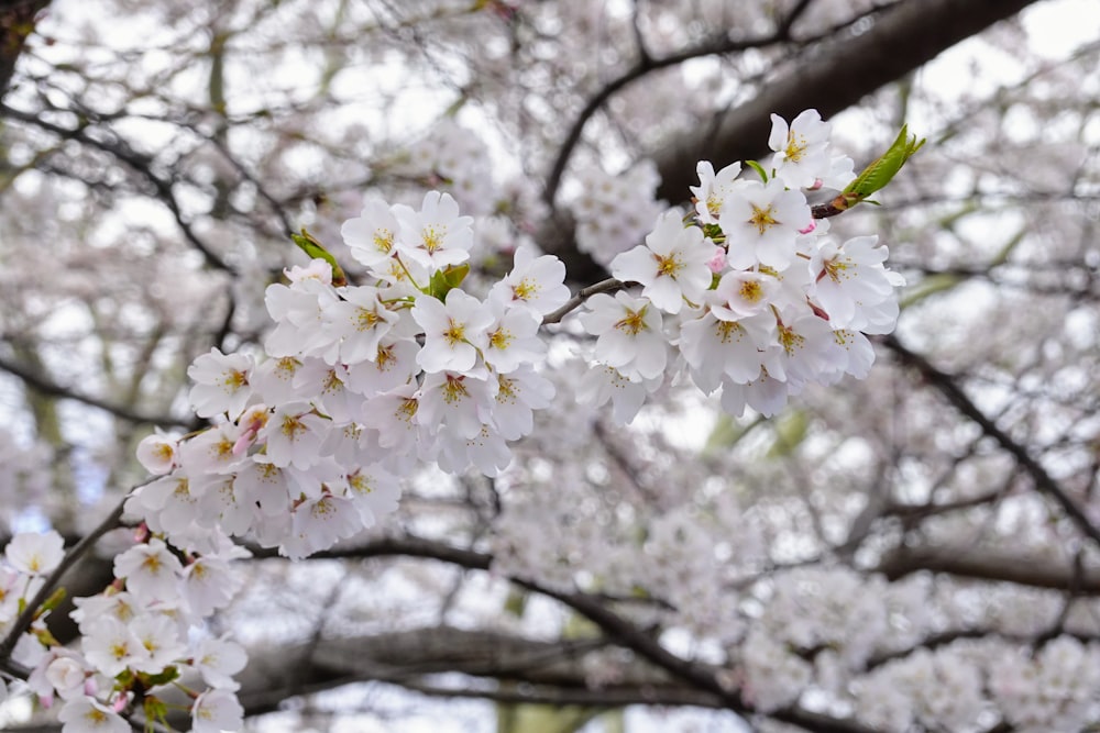 a branch of a cherry tree with white flowers