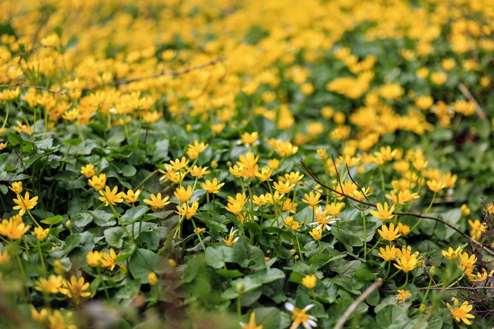 a field of yellow flowers with green leaves