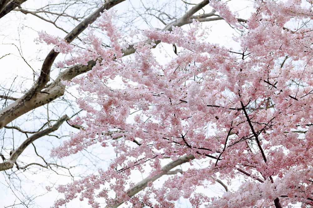 a tree with pink flowers in a park