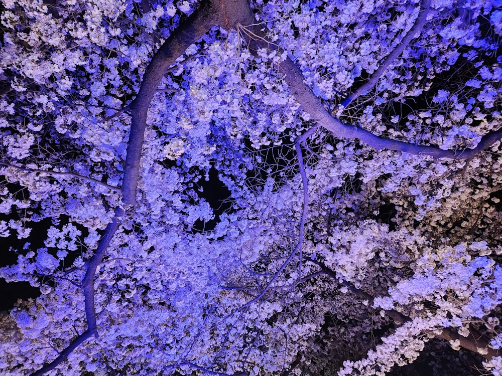 a large tree with purple flowers on it