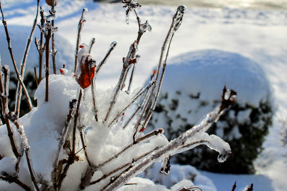 a bush covered in ice and snow next to a tree