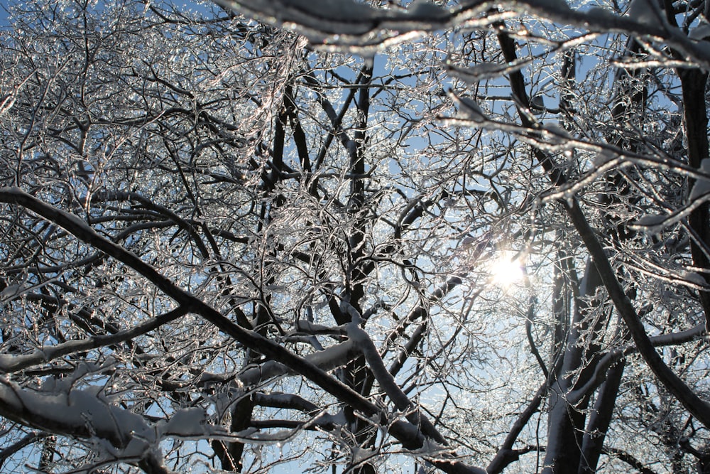 the sun shines through the branches of a tree