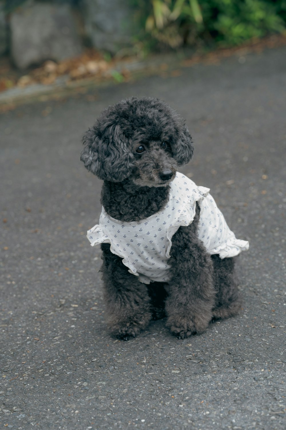 a small black poodle wearing a white shirt