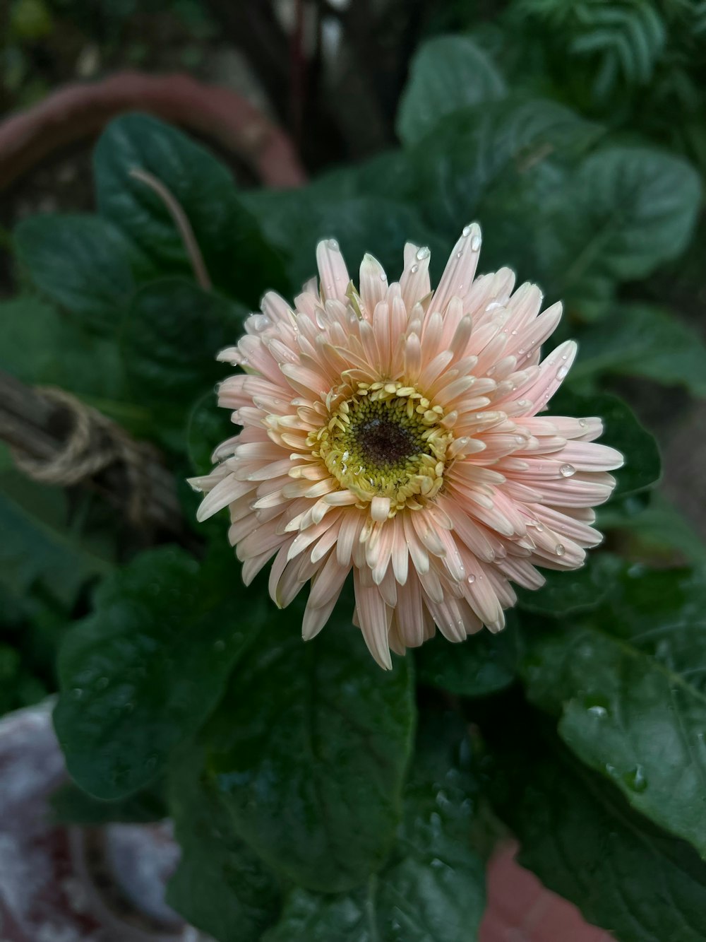 a pink flower with green leaves in the background