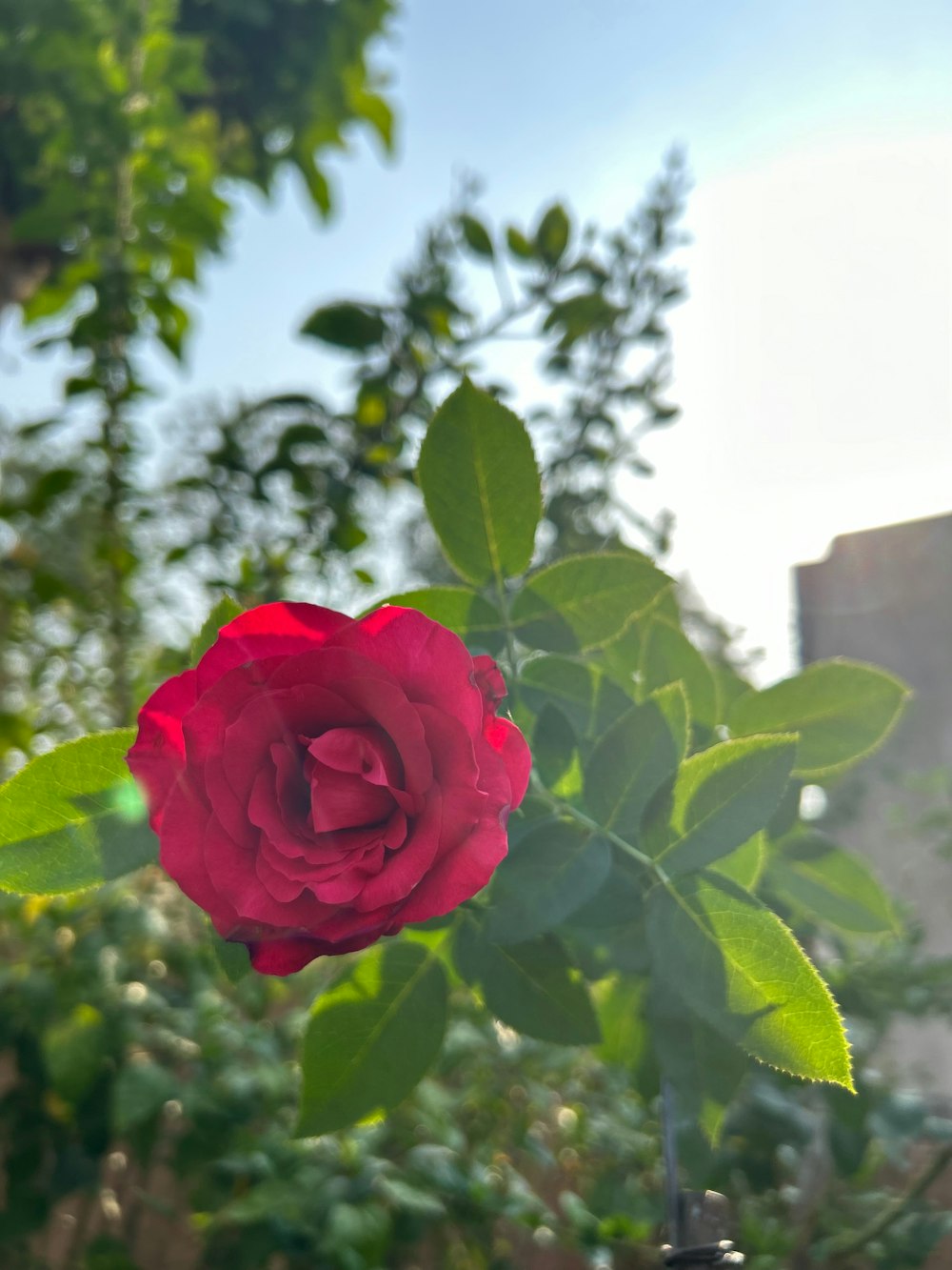 a red rose is blooming in a garden