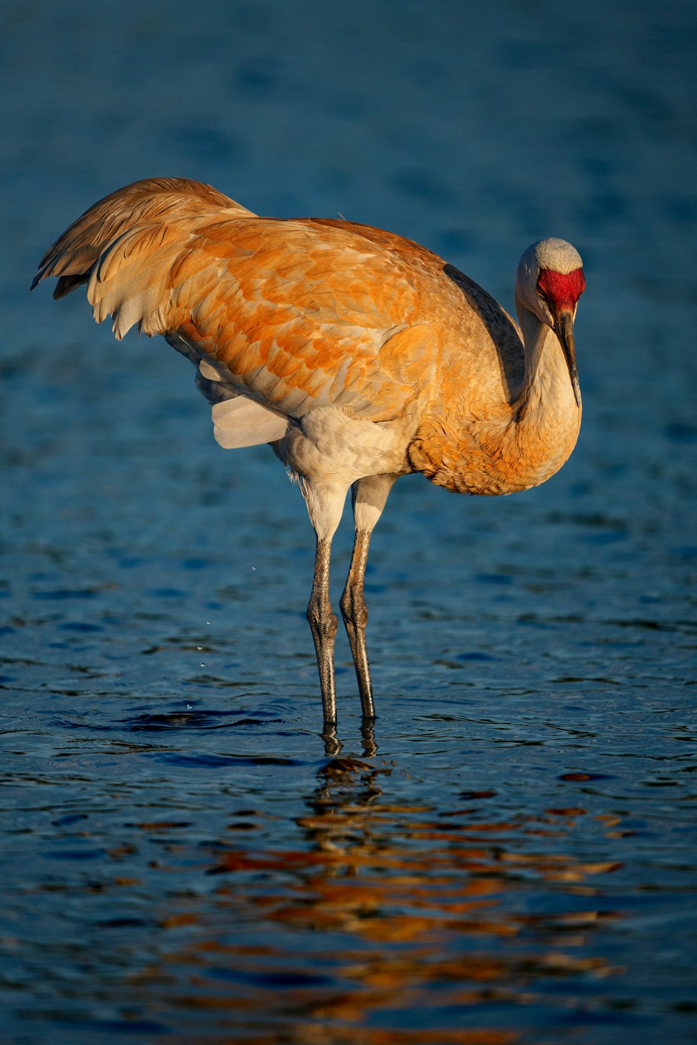 a large bird standing in a body of water