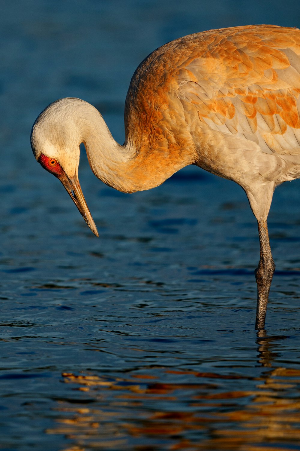 a large bird with a long neck standing in the water
