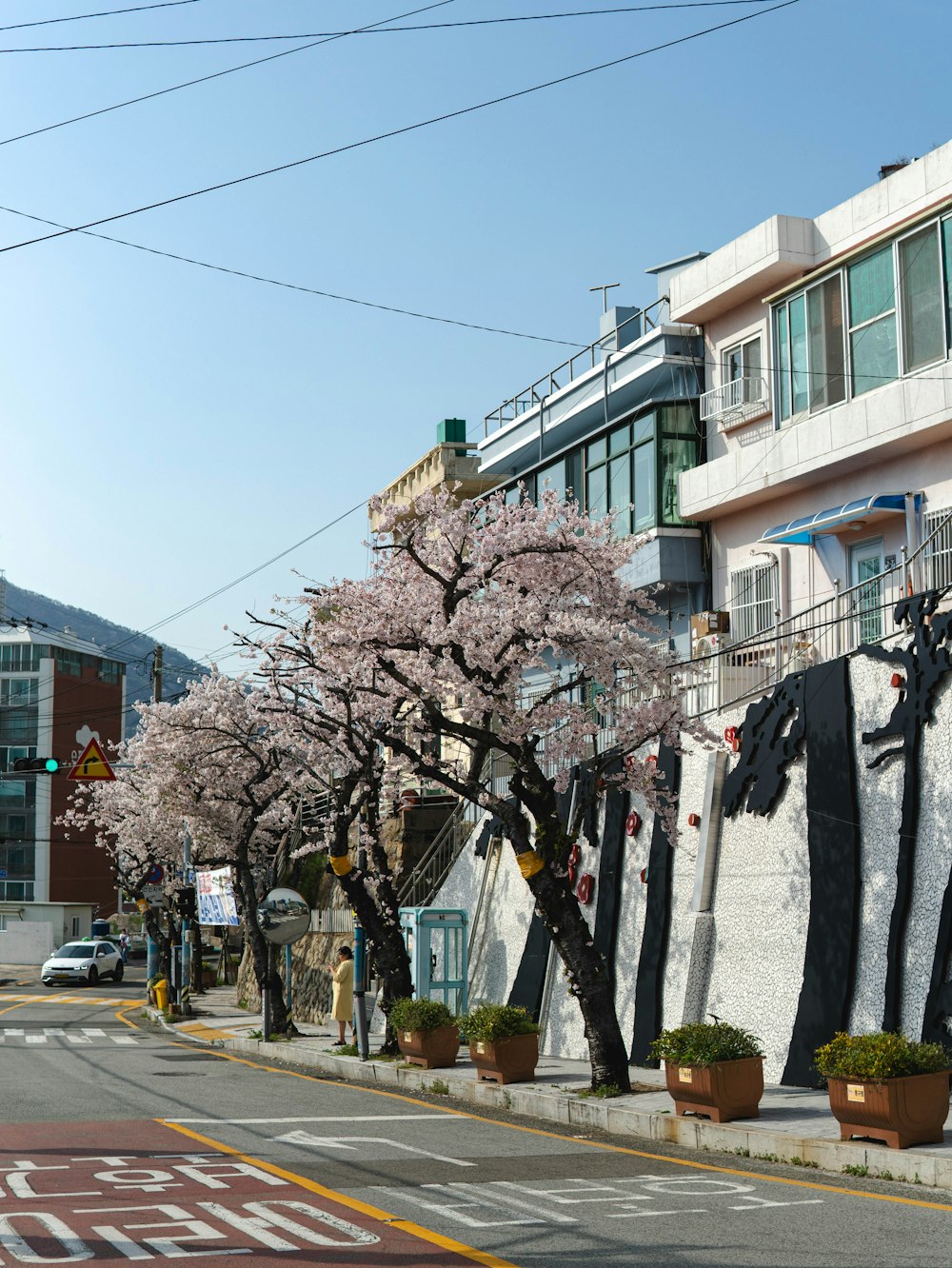 a city street lined with tall buildings and flowering trees