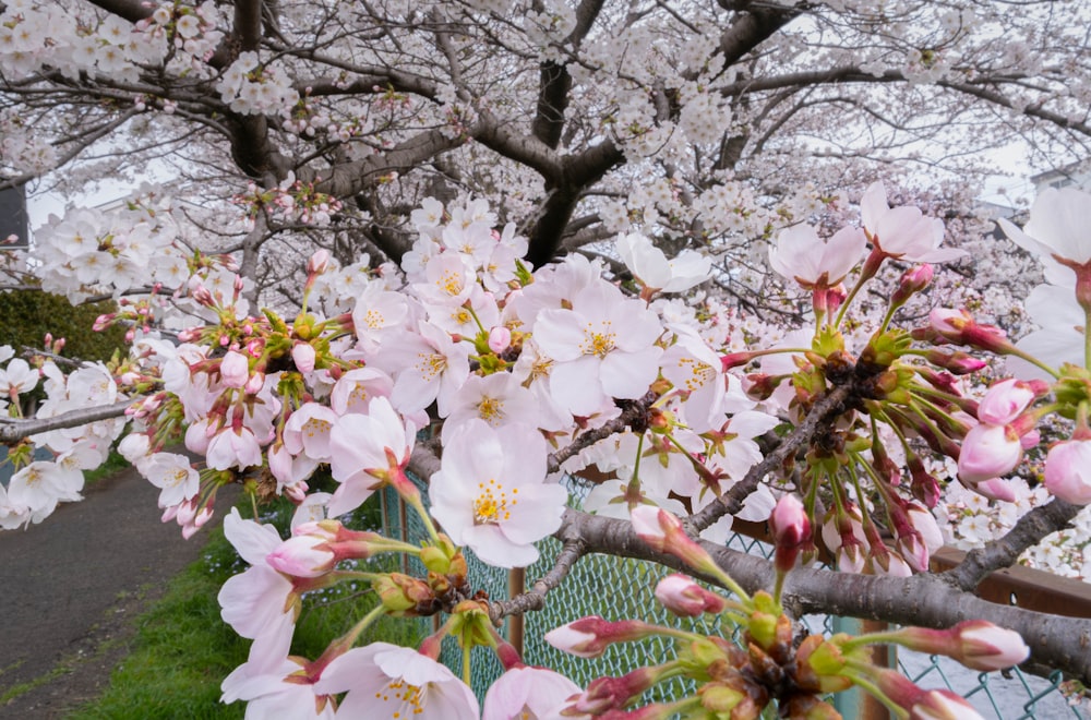 a tree filled with lots of pink flowers next to a fence