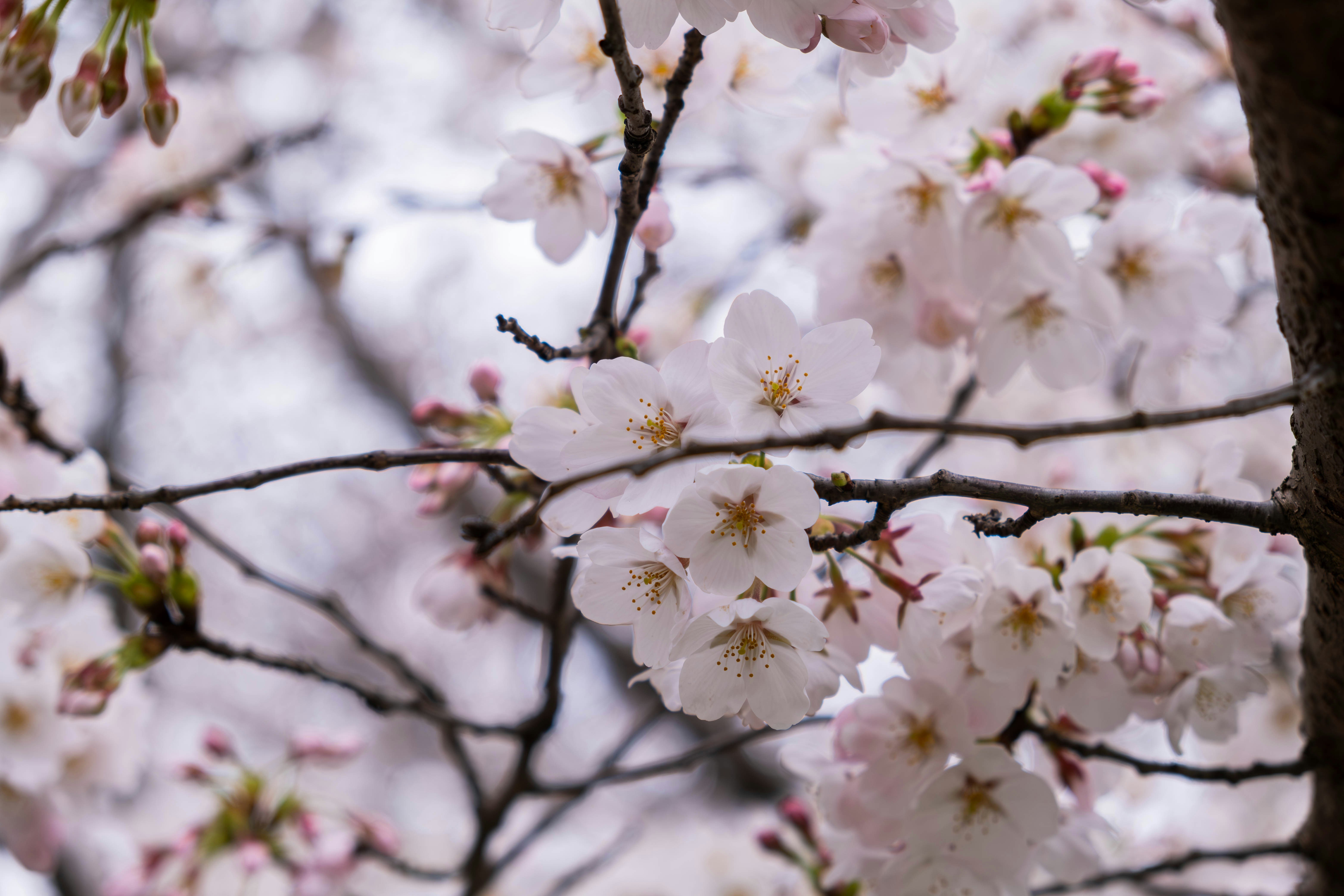 a close up of a tree with white flowers