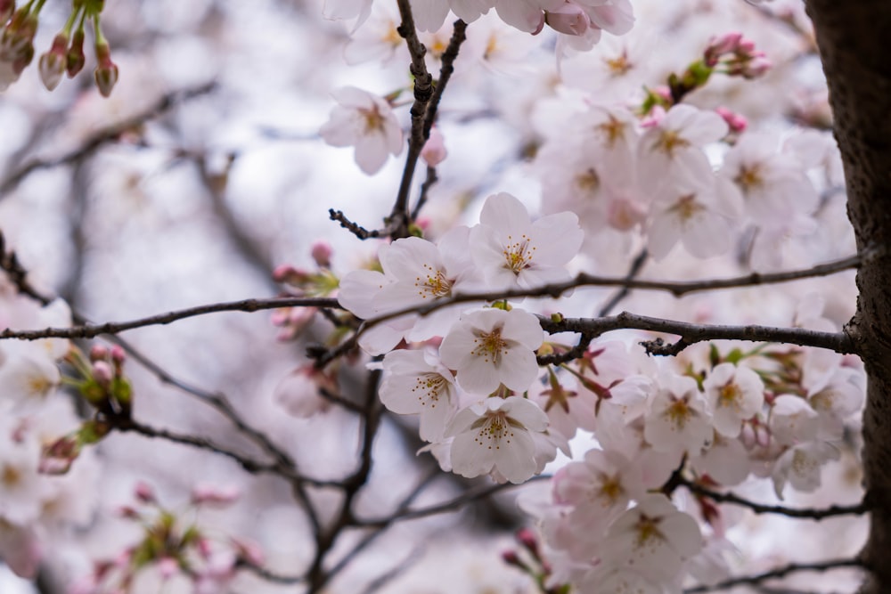 a close up of a tree with white flowers