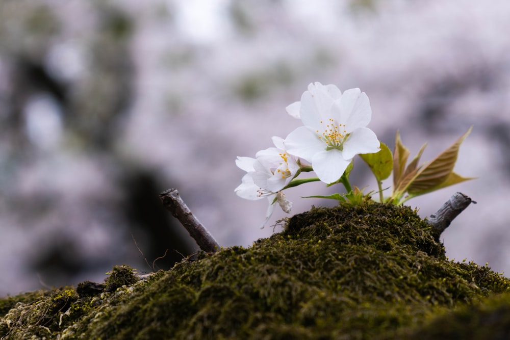 a white flower sitting on top of a moss covered tree