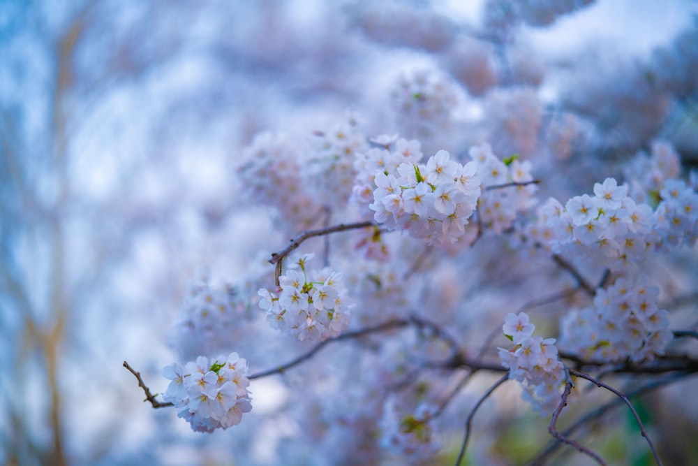 a close up of a tree with white flowers