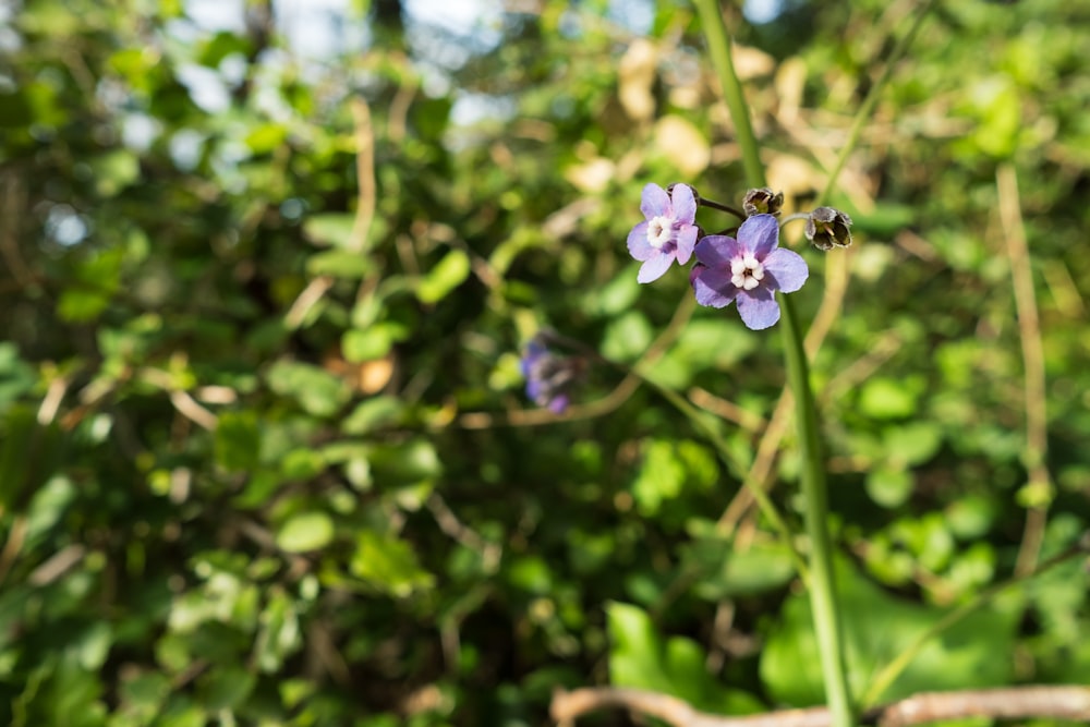 a purple flower is growing in the middle of a forest