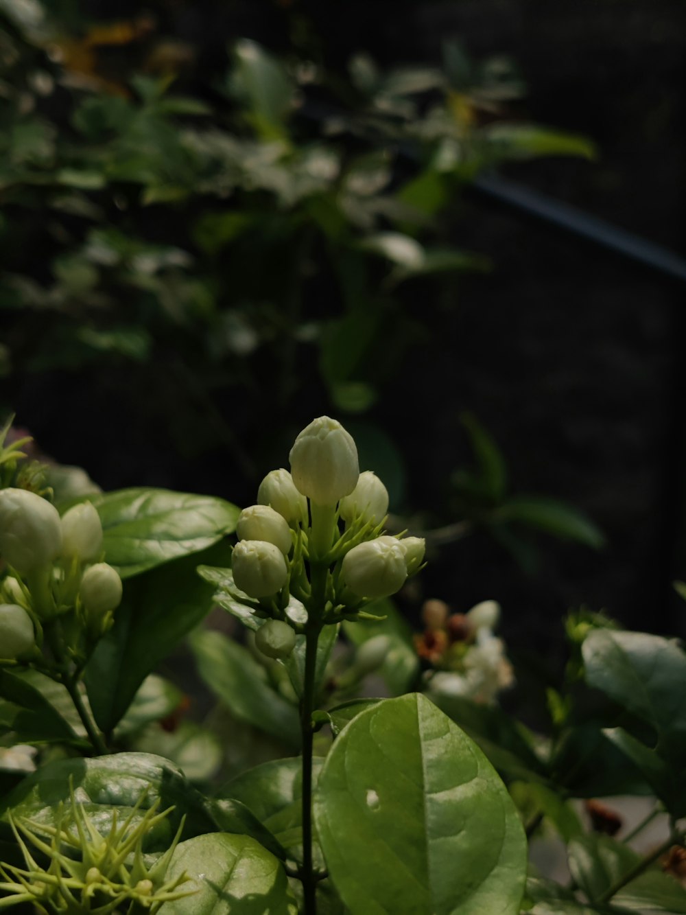 a close up of a plant with leaves