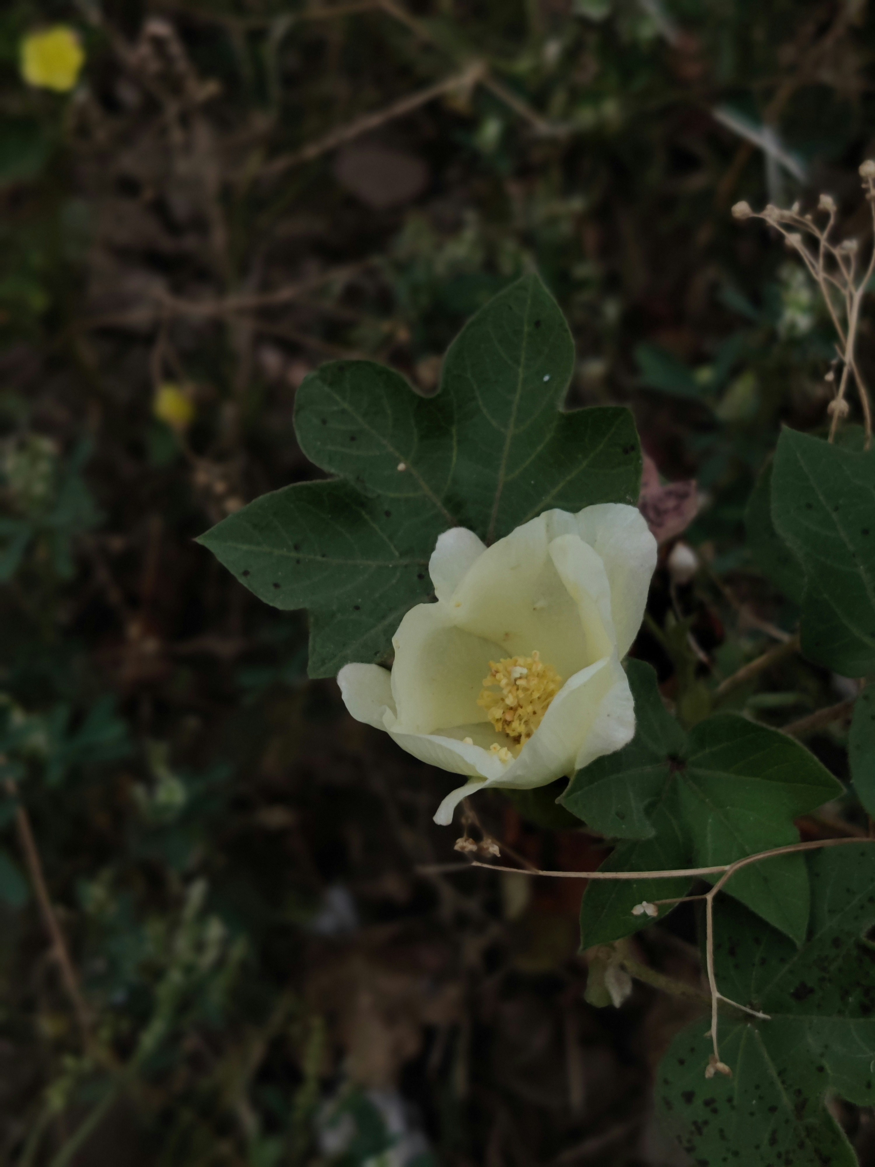 Photo by thebloomintale