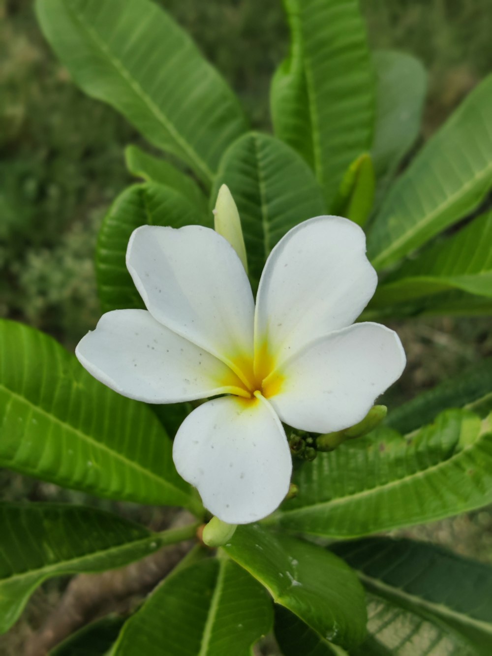 a white flower with a yellow center on a tree