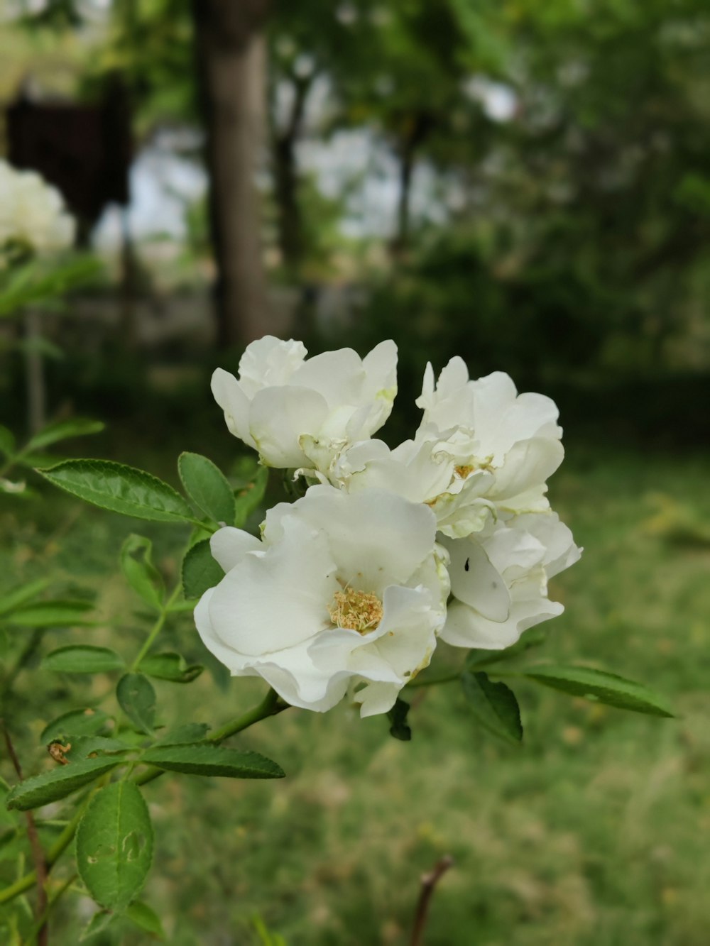 some white flowers are in a grassy area