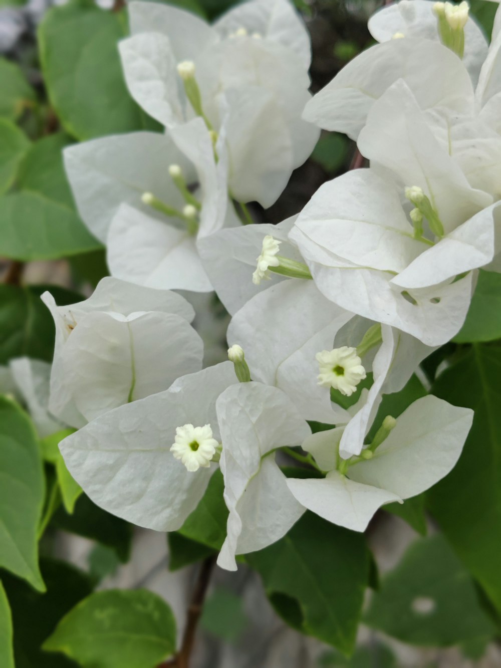 ein Strauß weißer Blüten mit grünen Blättern