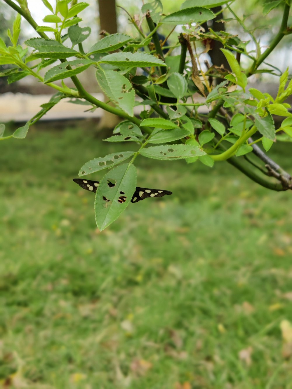 a butterfly that is sitting on a leaf