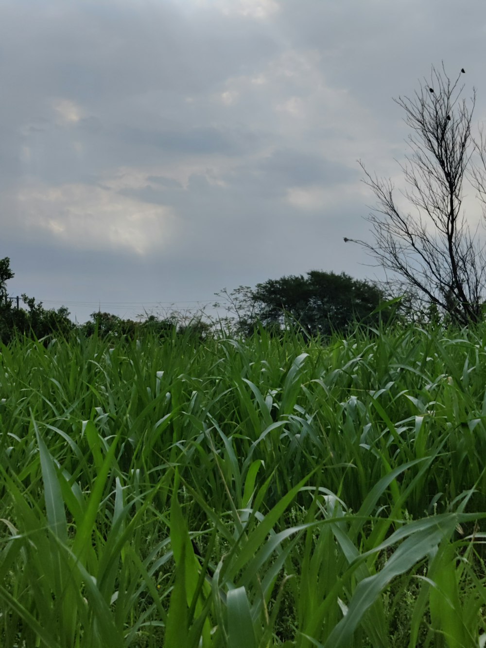 a field of tall grass with a tree in the background