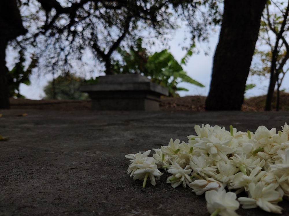 a bunch of white flowers laying on the ground