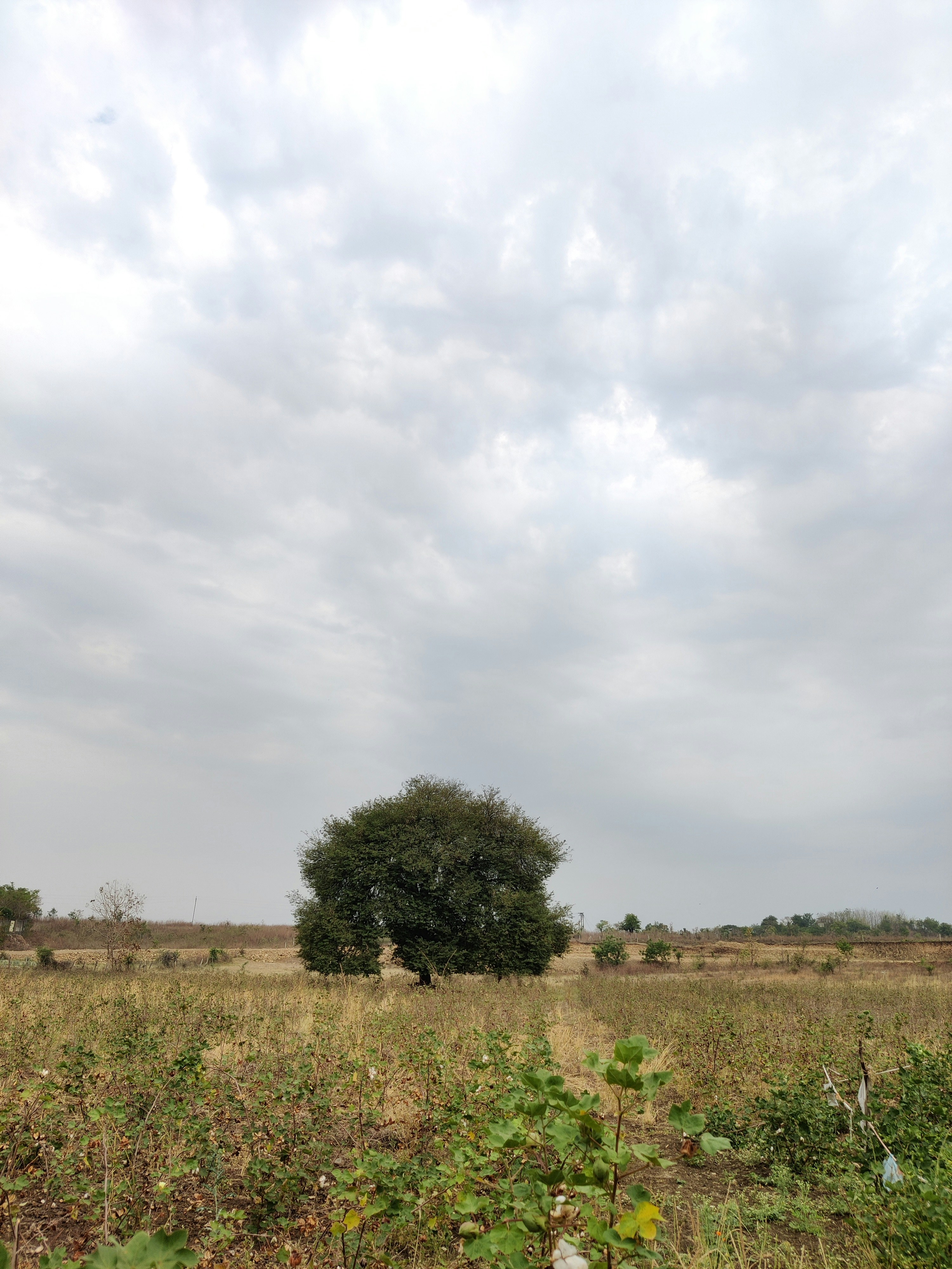 Photo by thebloomintale