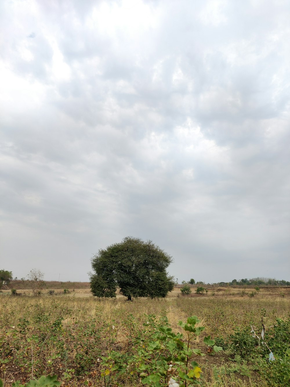 a field with a tree in the middle of it