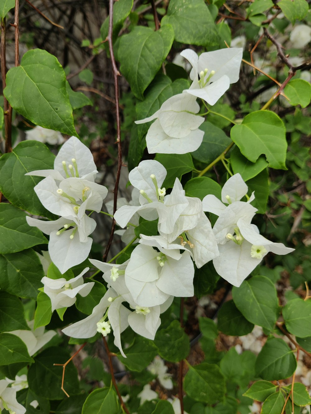 a bunch of white flowers growing on a tree