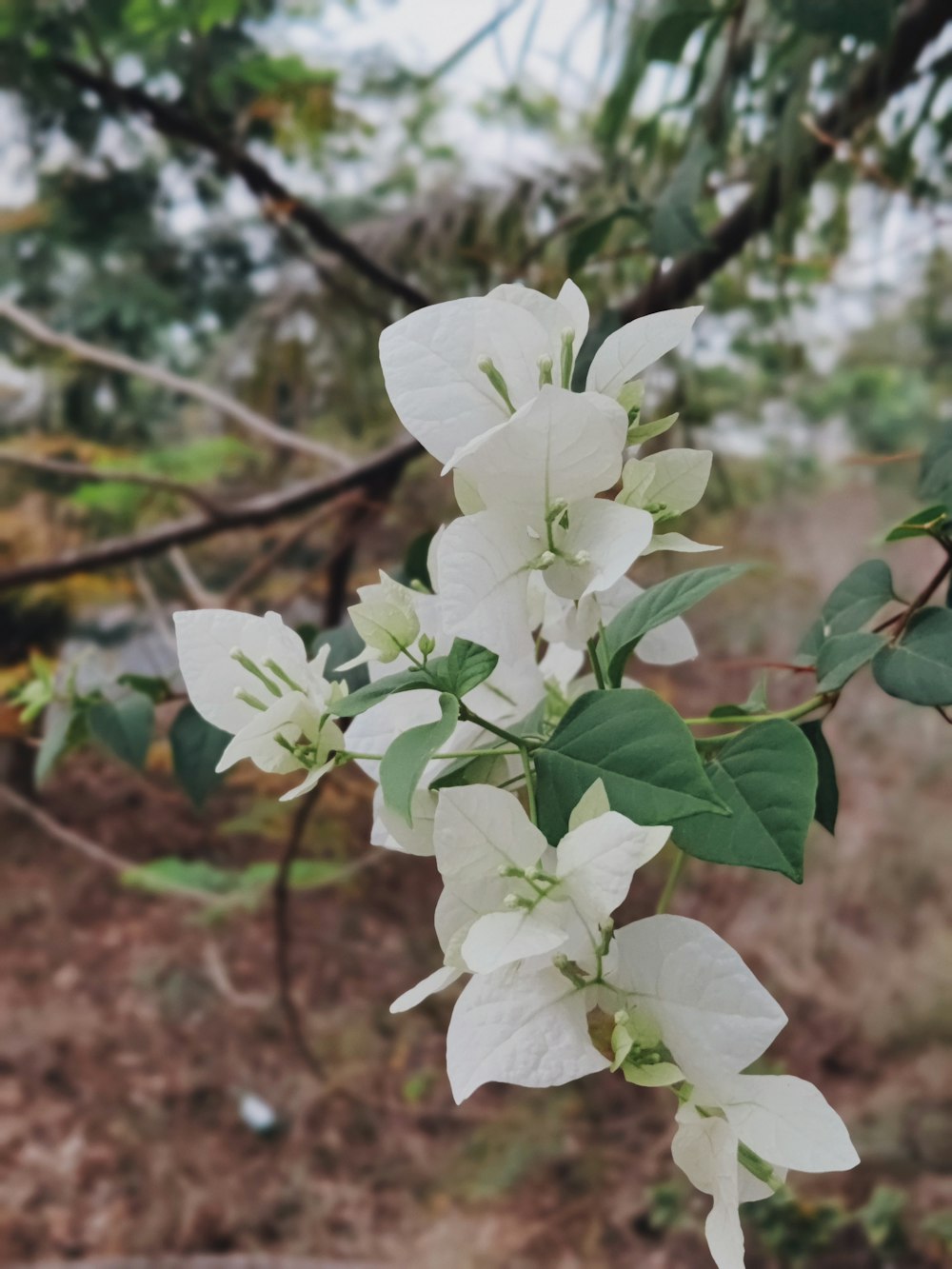 a branch with white flowers and green leaves