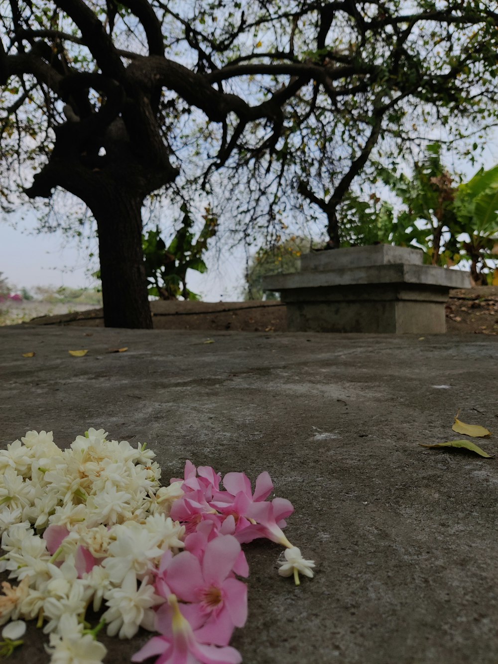 a bunch of flowers that are on the ground