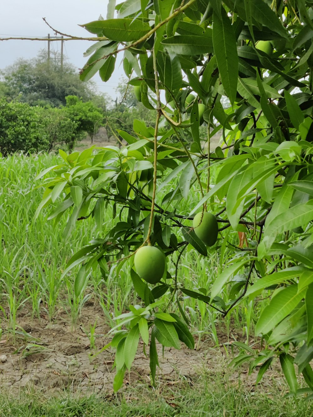 a fruit tree with a bunch of fruit hanging from it's branches