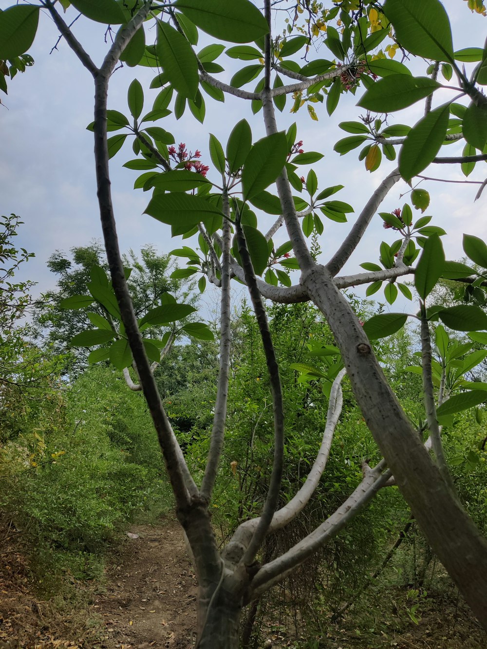 a path in the middle of a lush green forest