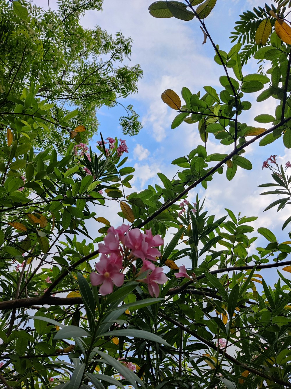 pink flowers are blooming on a tree branch