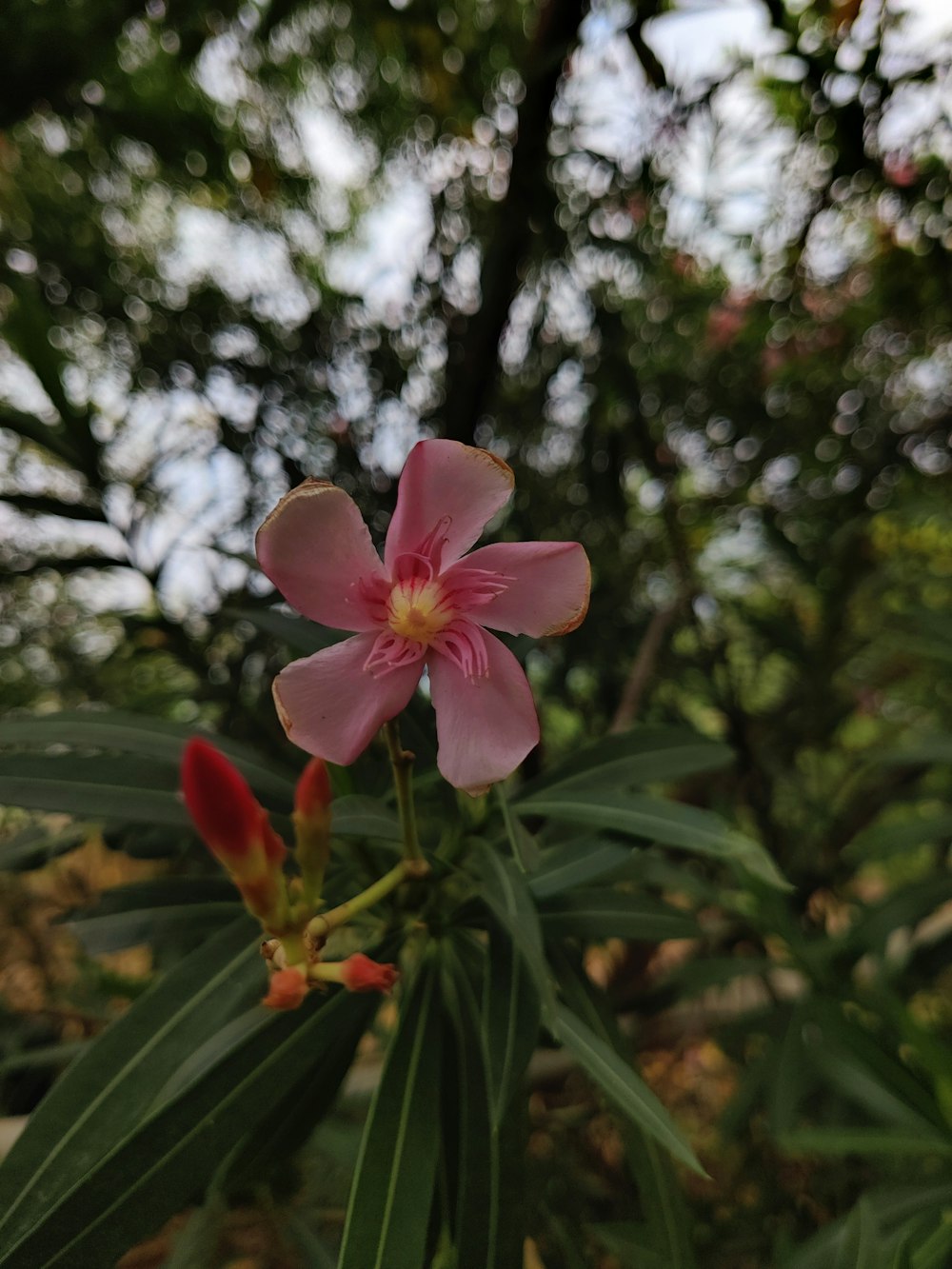 a pink flower with green leaves in the background