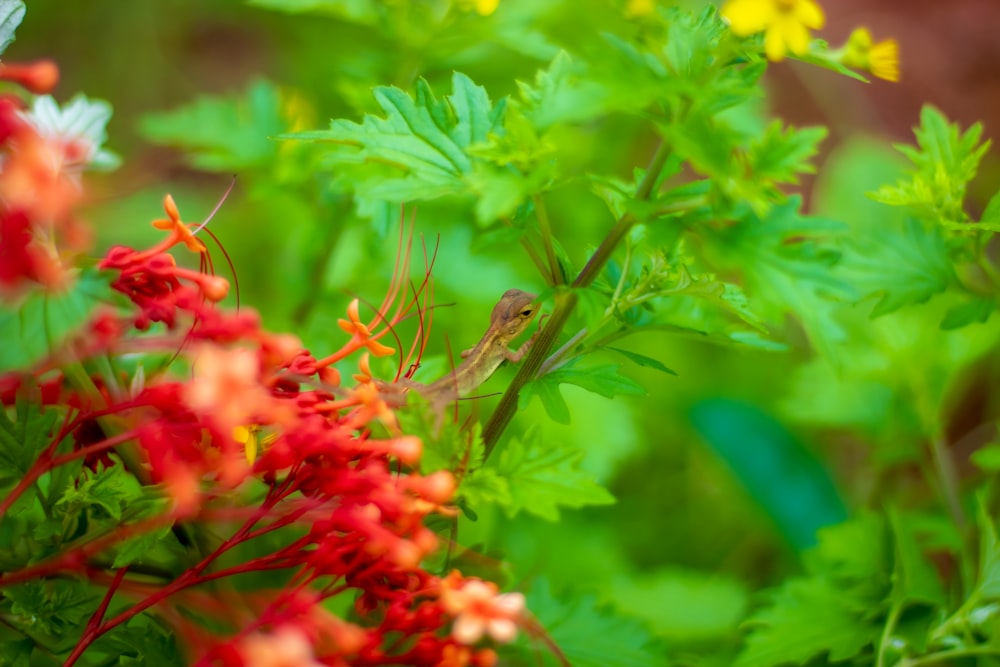 a small bird sitting on top of a red flower