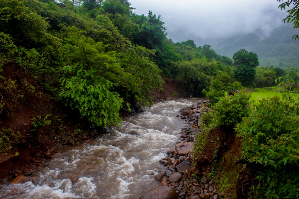 a river running through a lush green forest