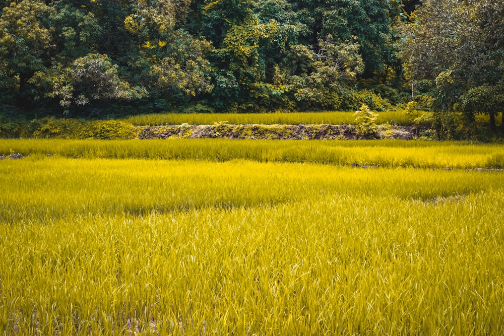 a field of tall grass with trees in the background