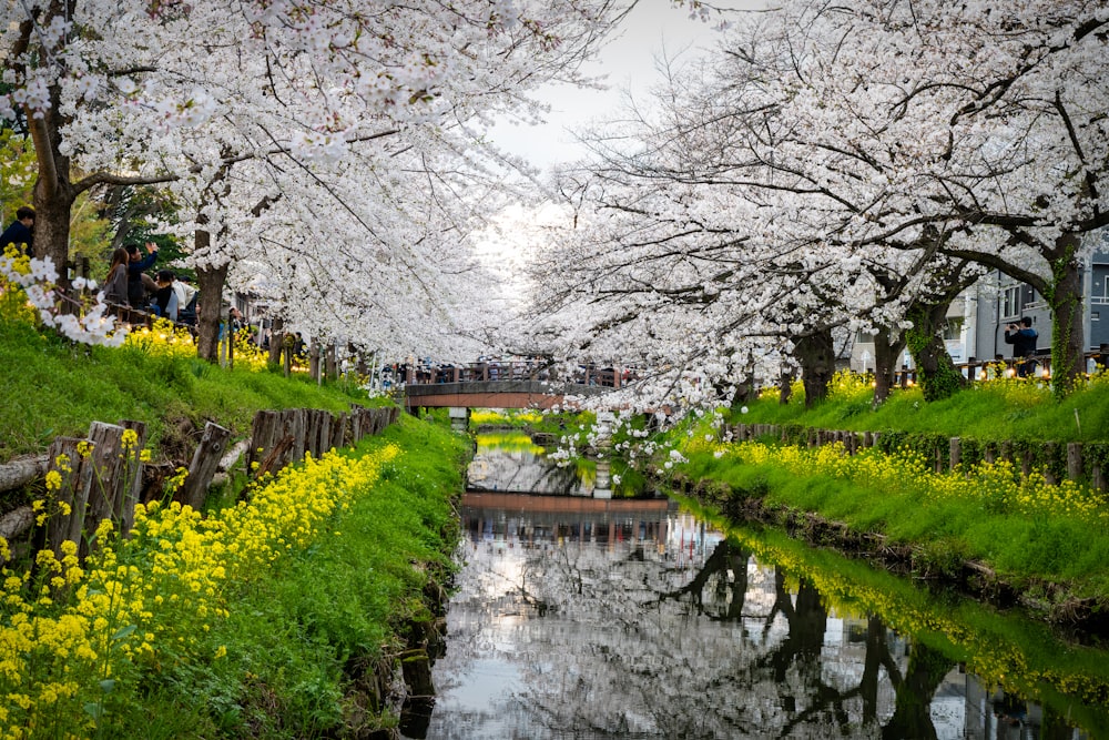 a river running through a lush green park