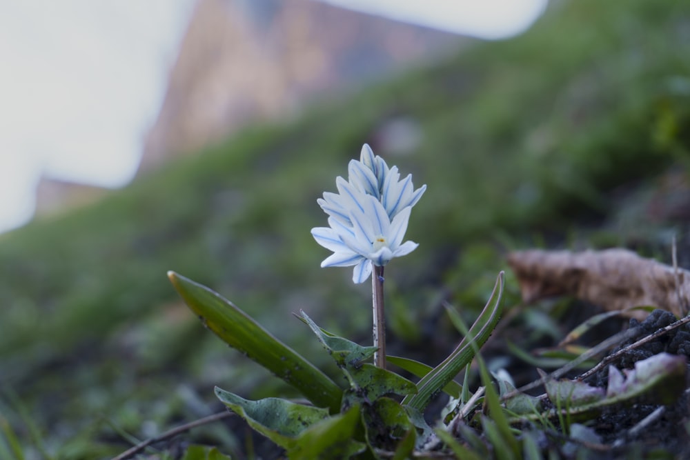 a small white flower sitting on top of a lush green hillside