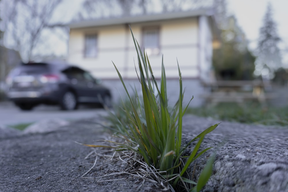 a grass growing out of the ground next to a car