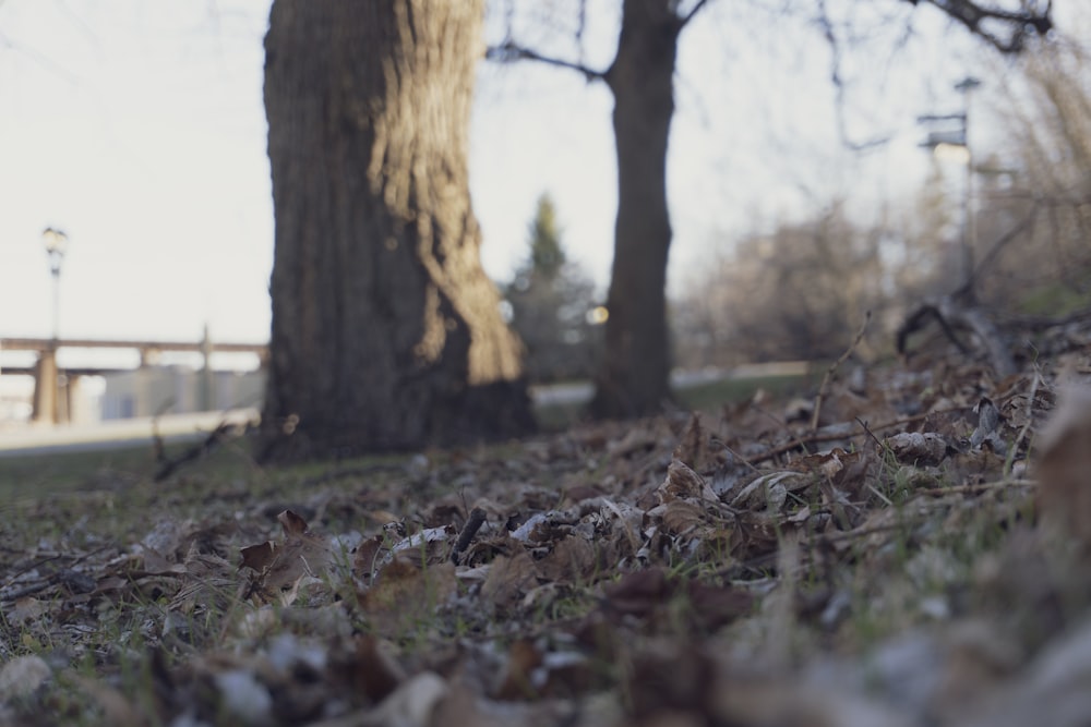 un terreno coperto di foglie accanto a un albero con una panchina sullo sfondo