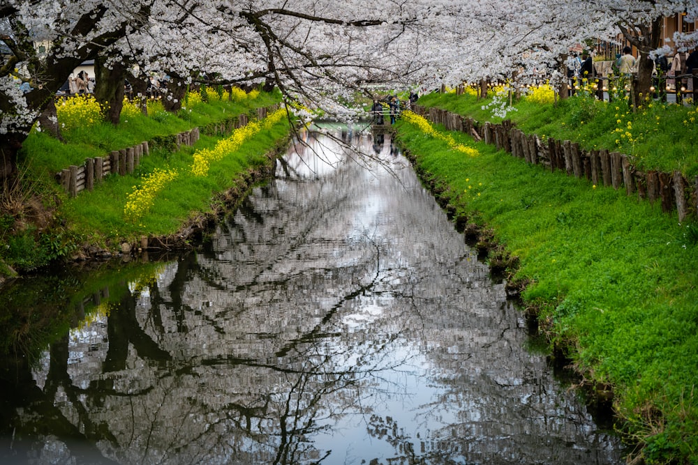 a river running through a lush green park