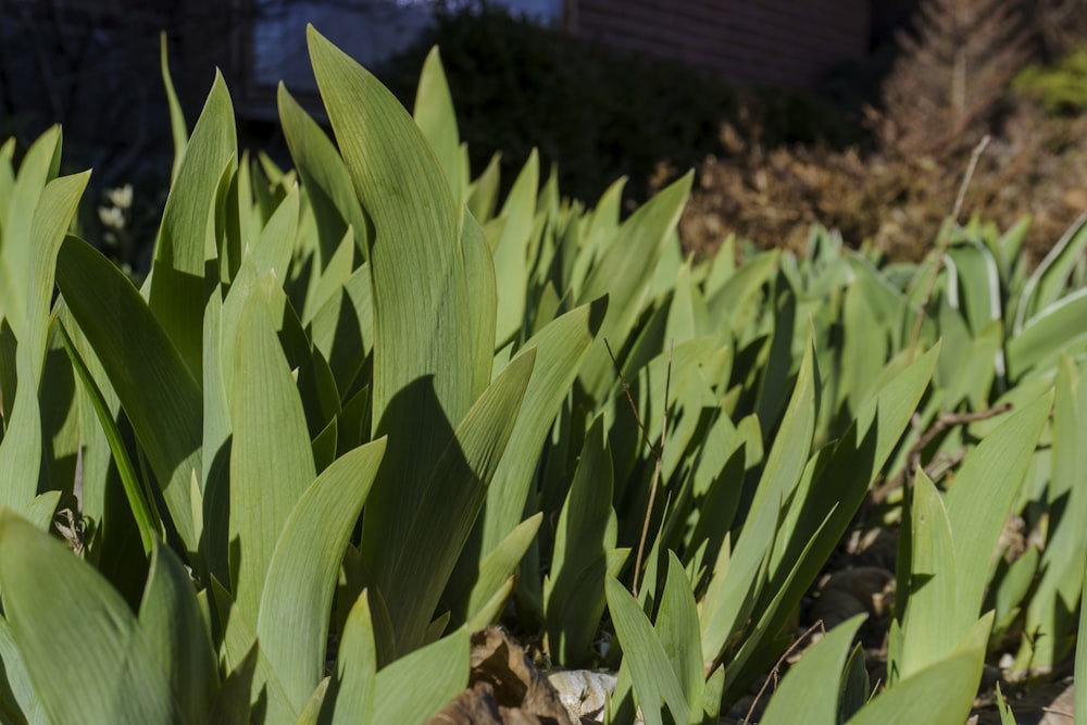 a close up of a bunch of green plants